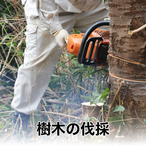 便利屋津山金太郎_樹木の伐採